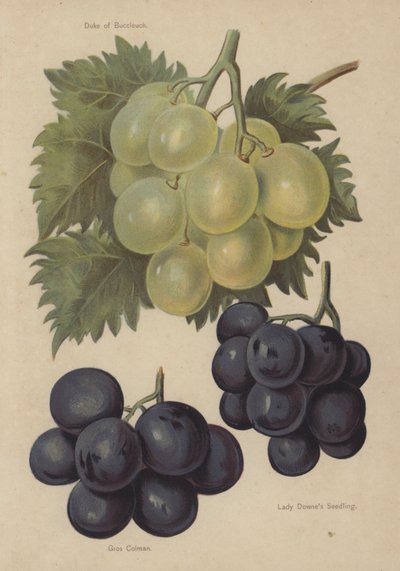 Duke of Buccleuch, Gros Colman, Lady Downes Seedling de English School